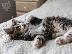 PoulaTo: Norwegian Forest X Ragdoll Kittens